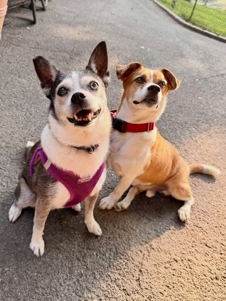 enzo and penny